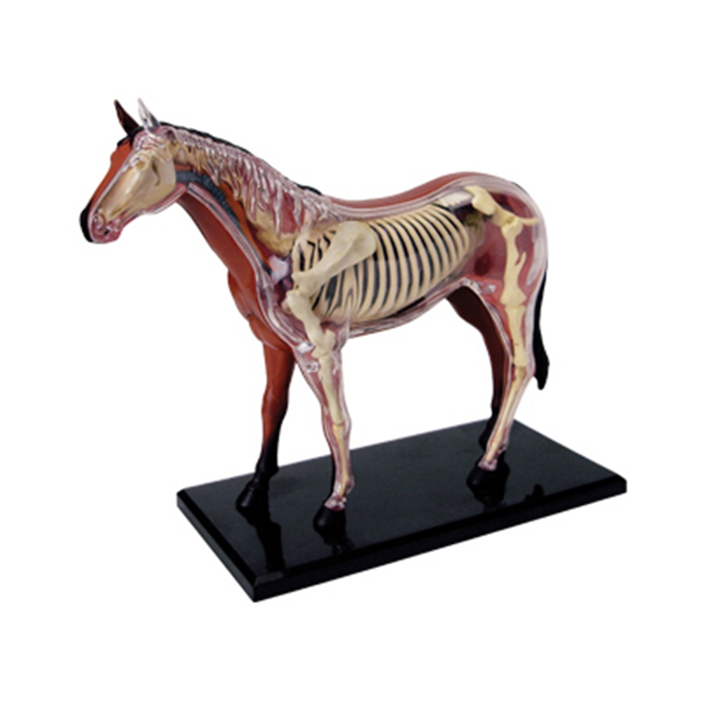 Animal Organ Anatomy Model 4D  – Science Toys recenzja i cena