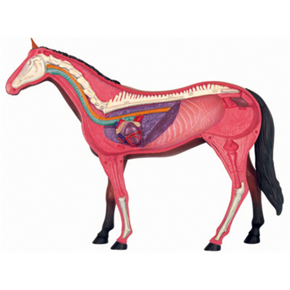 Animal Organ Anatomy Model 4D  – Science Toys recenzja i cena
