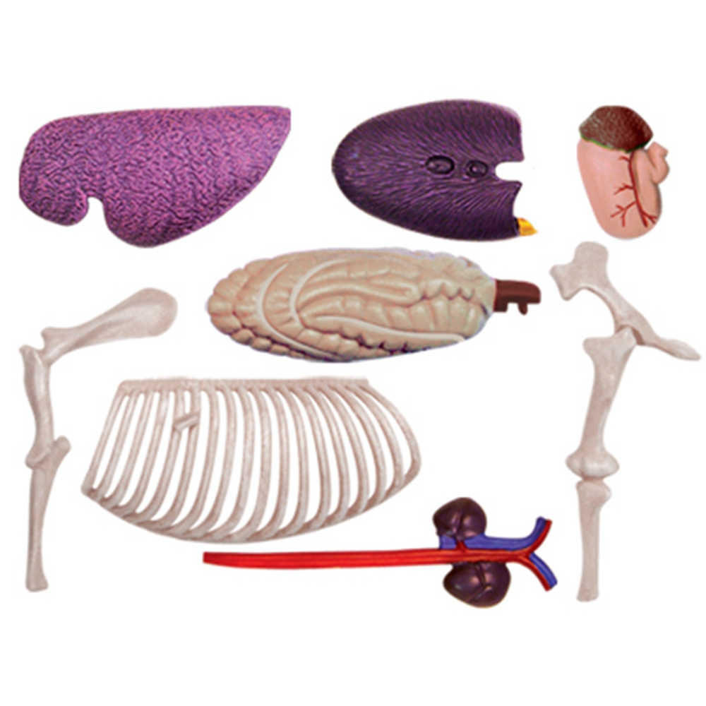 Animal Organ Anatomy Model 4D  – Science Toys recenzja i cena