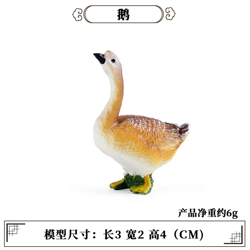 Education Teaching Tool Poultr – Science Toys recenzja i cena
